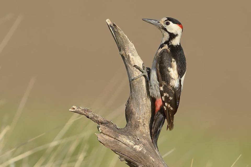 Bee-eaters and Rollers photography tour